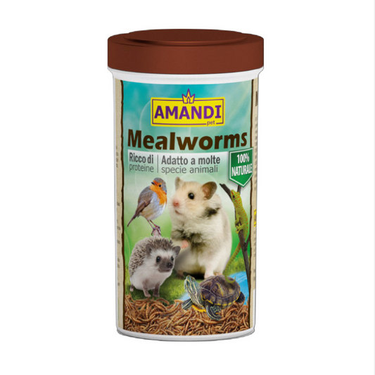 amandi-meal-worms