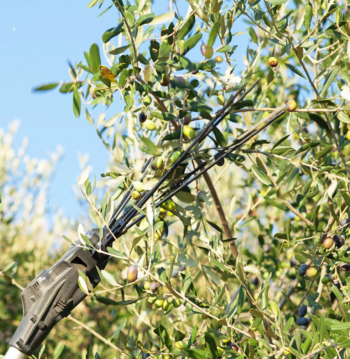 Abbacchiatore Professionale Zanon Albatros