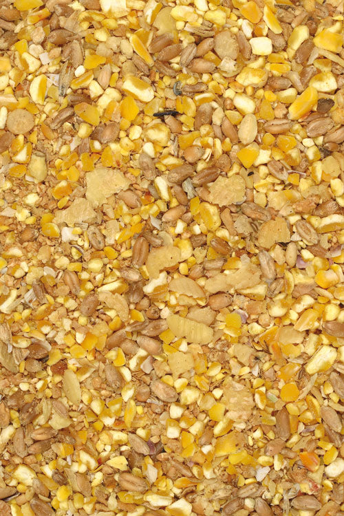 Giuntini Mangime Galline Beccamitutto